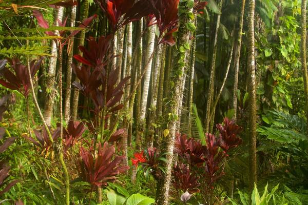 Hawaii Tropical Botanical Garden mostrando un jardín