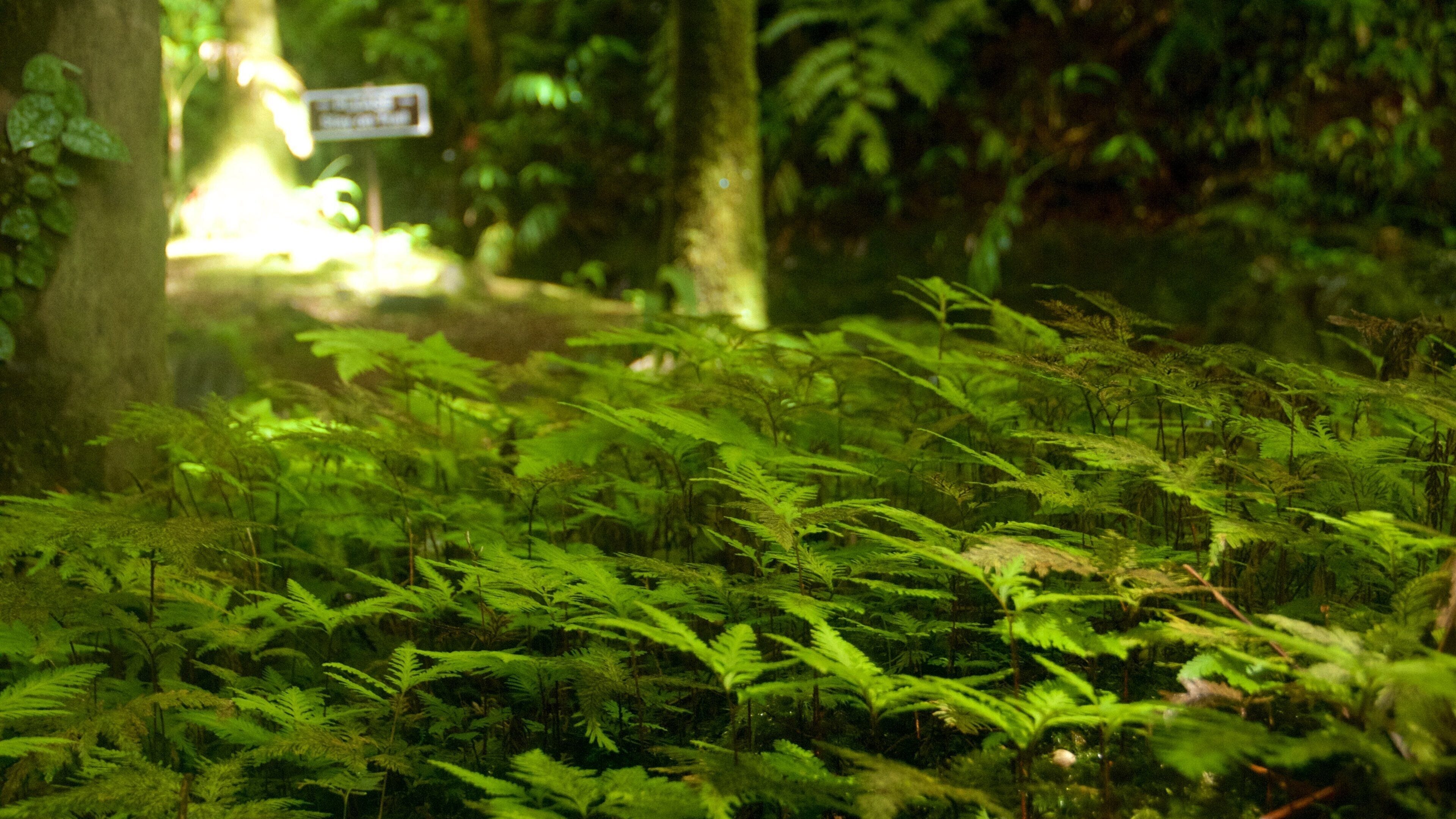 Hawaii Tropical Botanical Garden showing a park