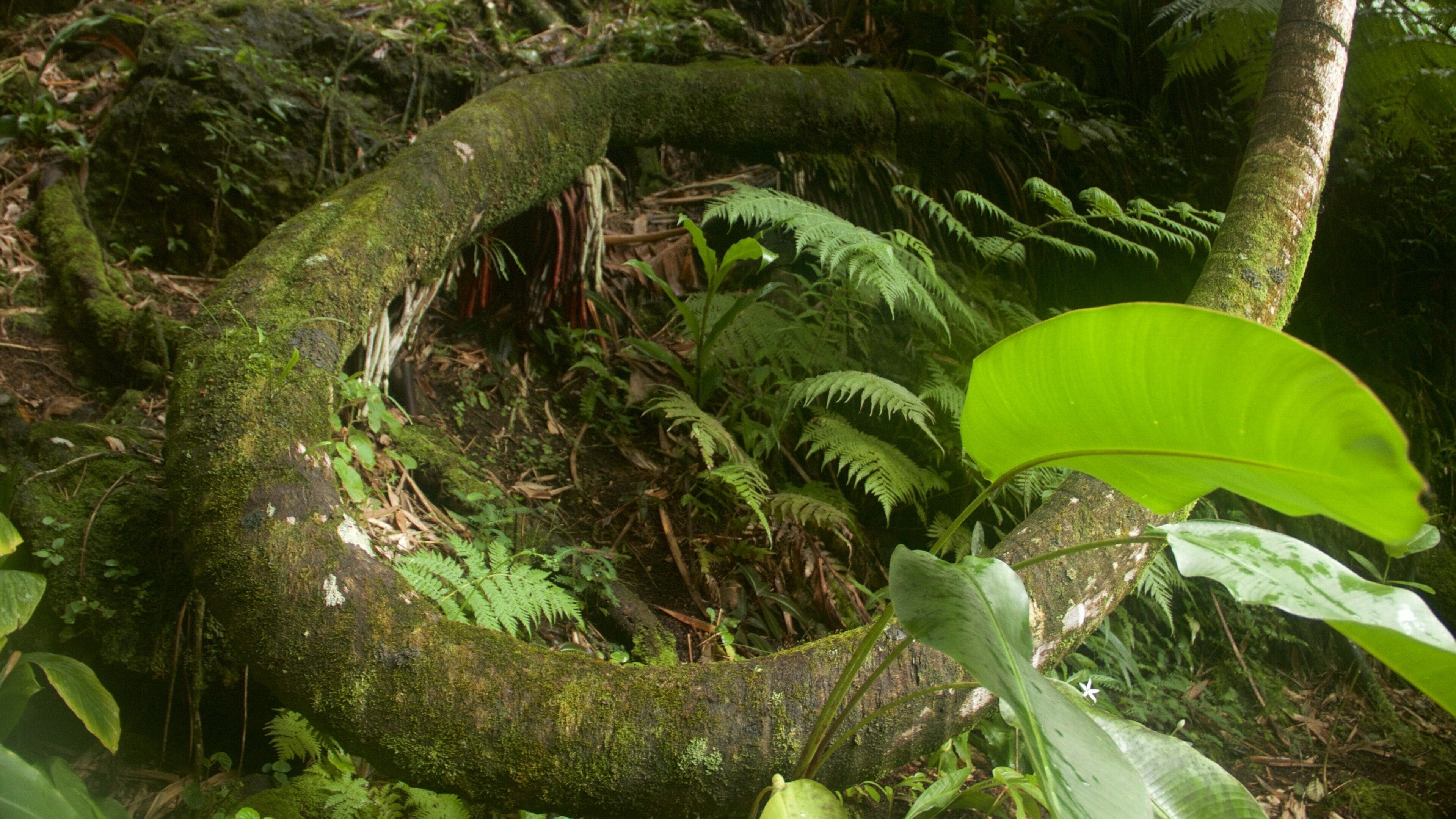 Tronco de árvore grande coberto de musgo numa floresta.