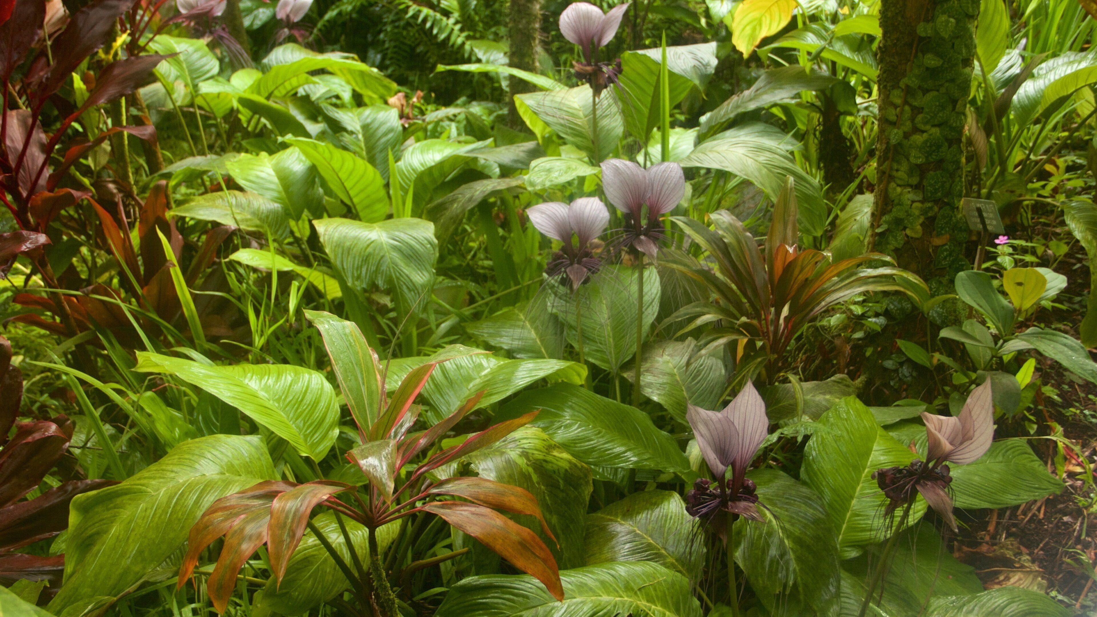 Um jardim exuberante com diversas plantas verdes e vermelhas, incluindo folhas grandes e flores roxas.