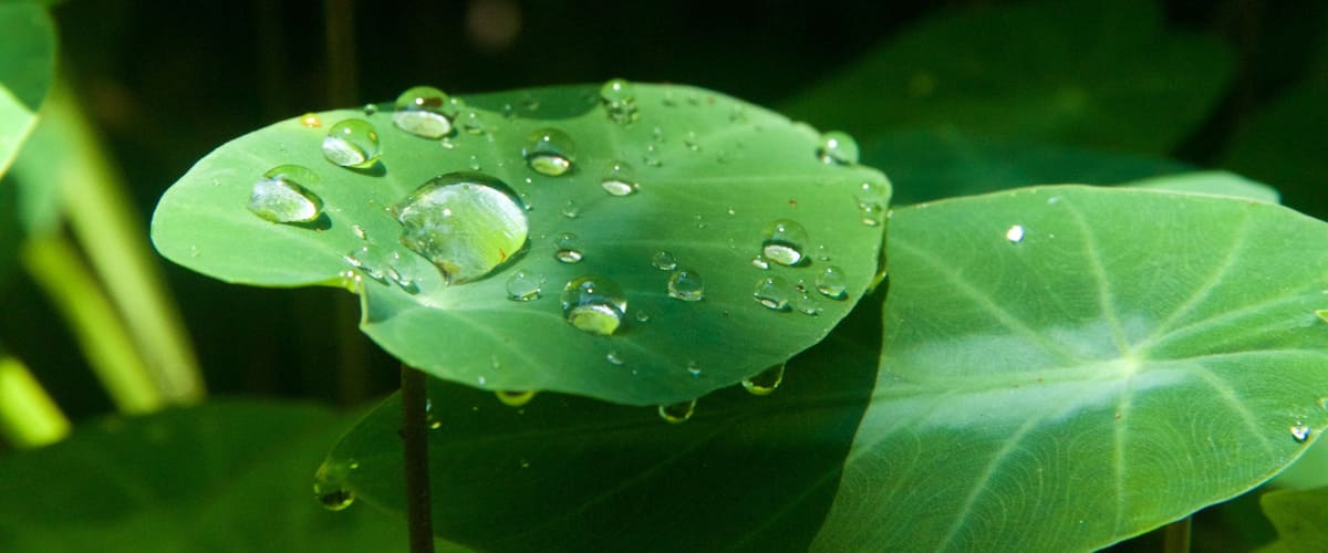 Hawaii Tropical Botanical Garden featuring a garden
