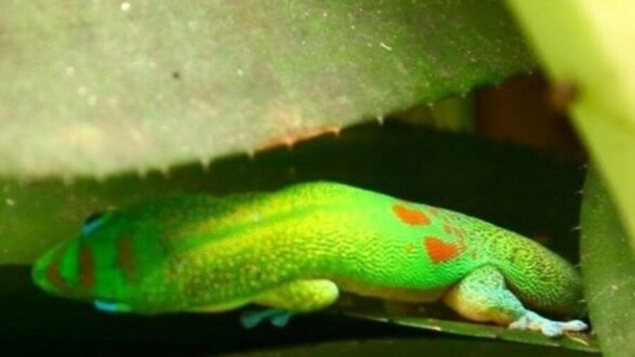 Gecko in hiding