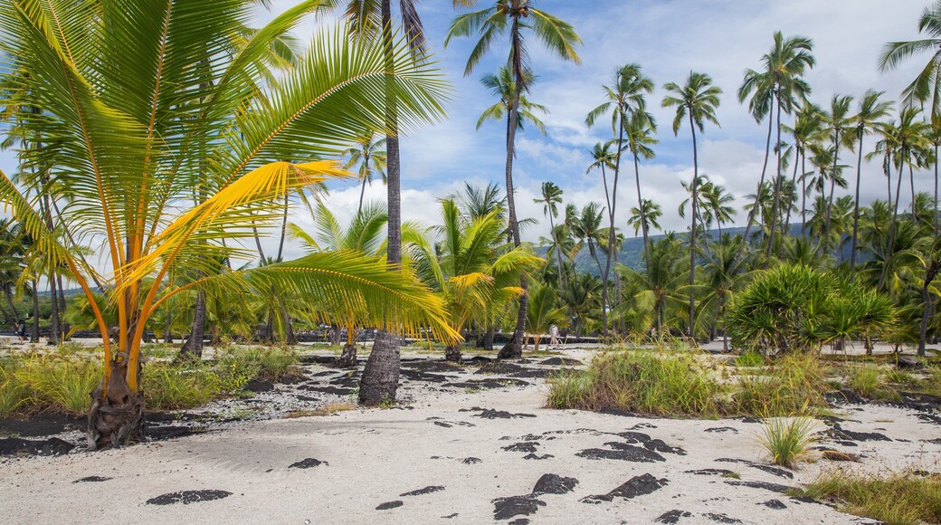 Pu\'uhonua o Honaunau National Historical Park which includes tropical scenes, general coastal views and a sandy beach