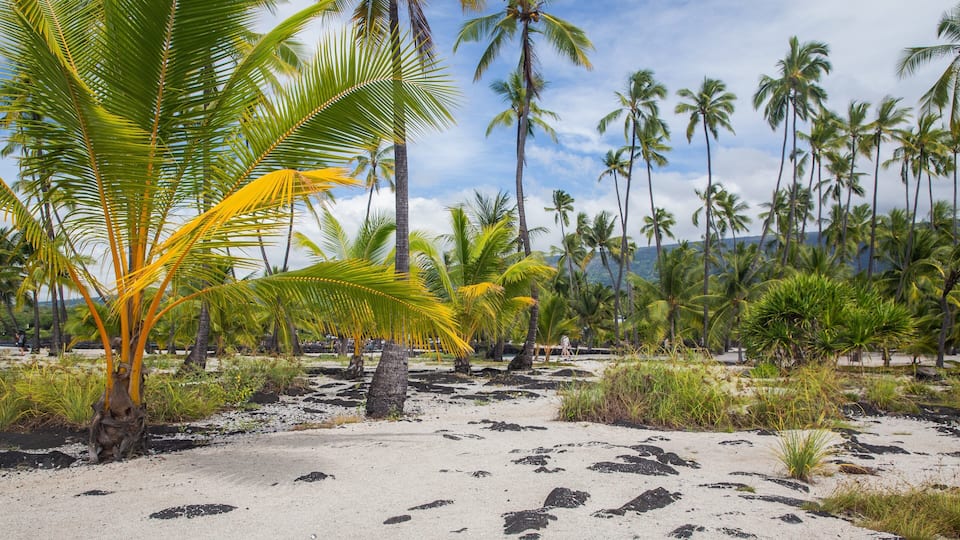 A beach with palm trees and scattered rocks.