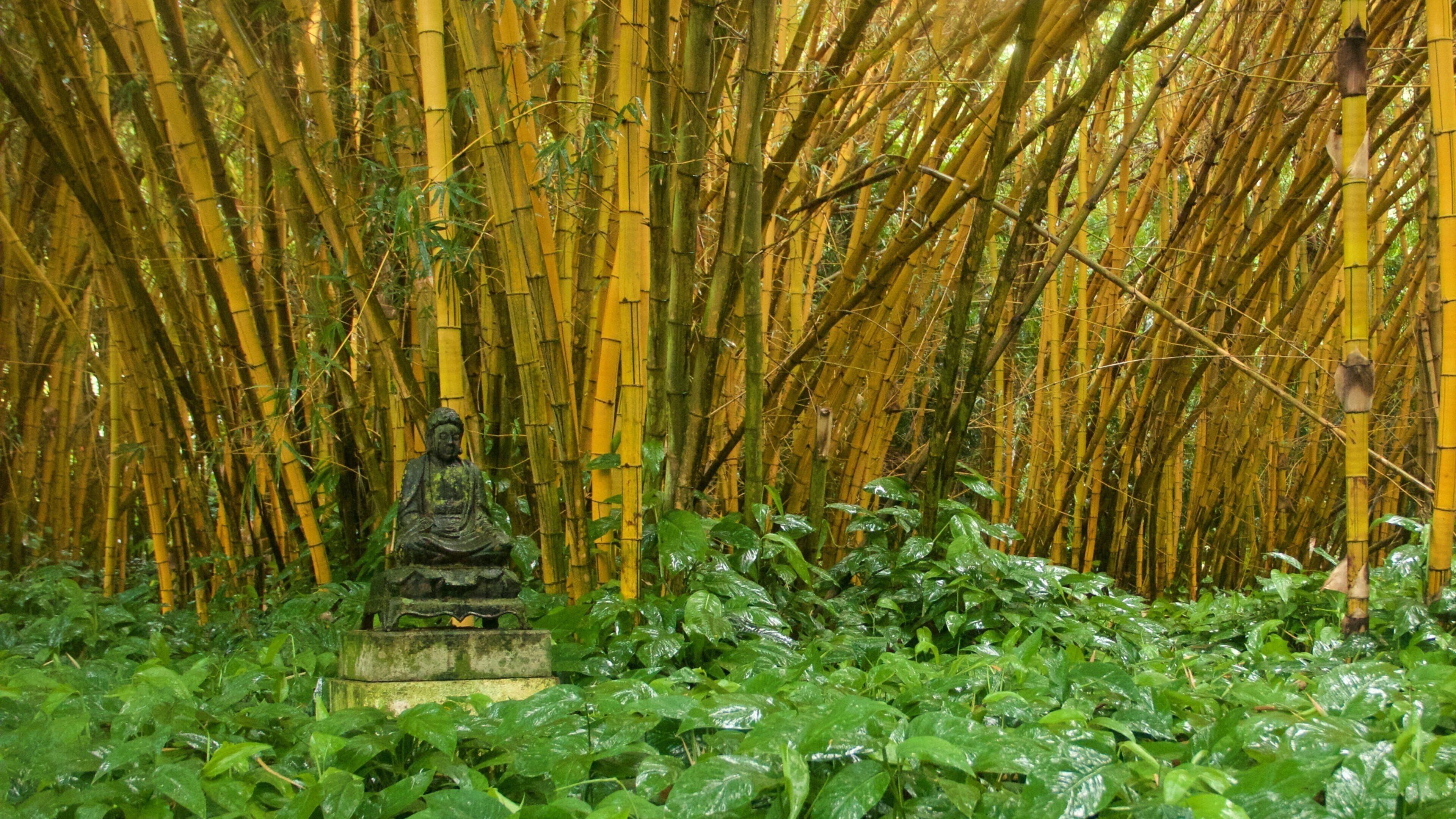 National Tropical Botanical Garden showing a monument and a statue or sculpture