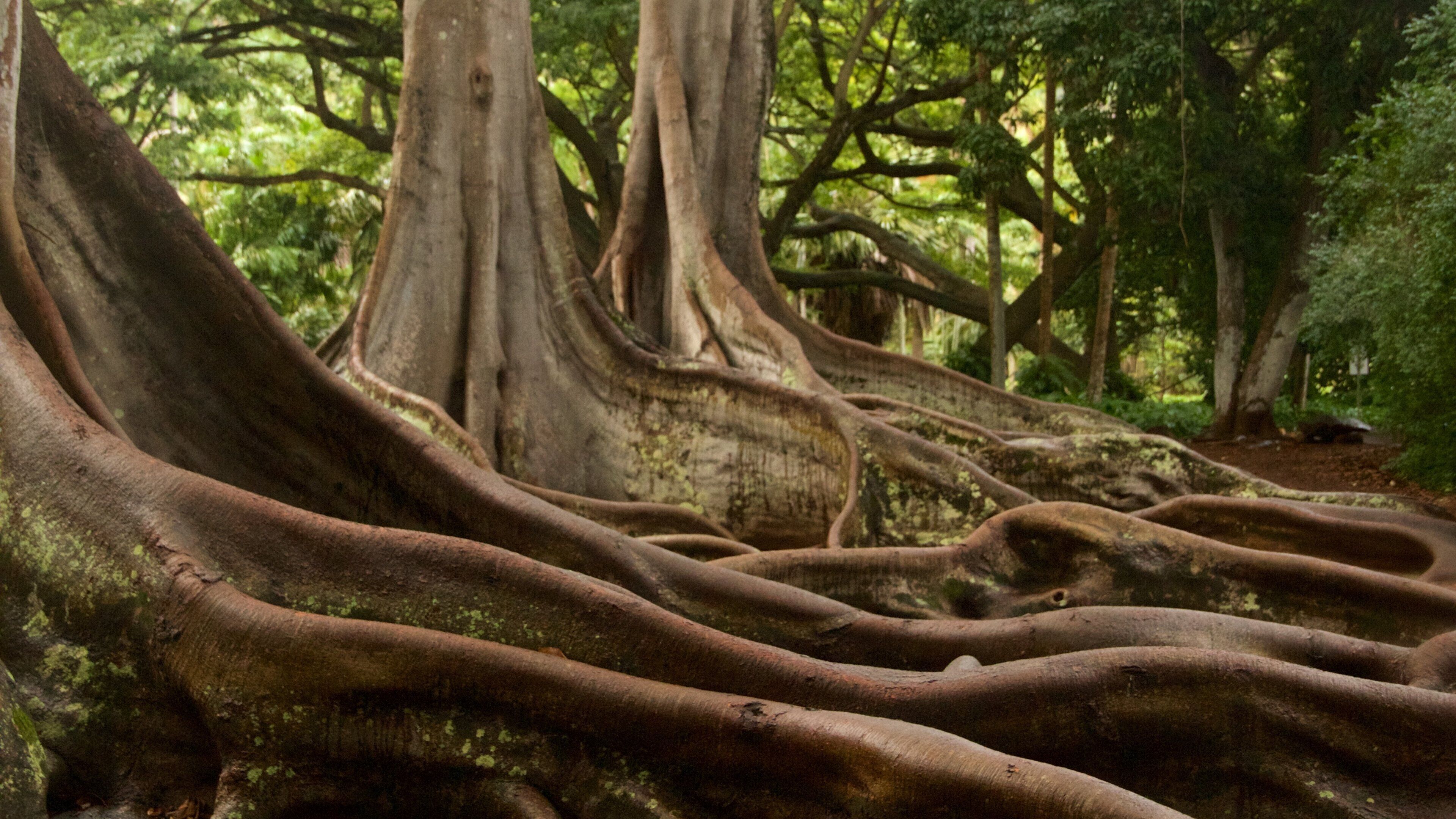 Allerton Botanical Garden mettant en vedette jardin et scènes forestières