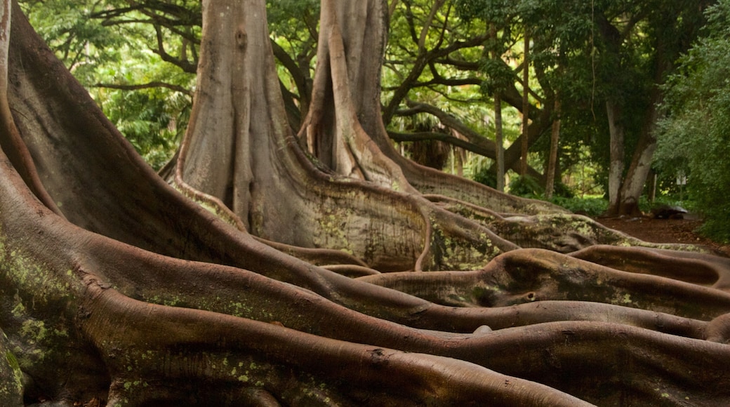 艾樂登植物園 设有 花園 和 森林