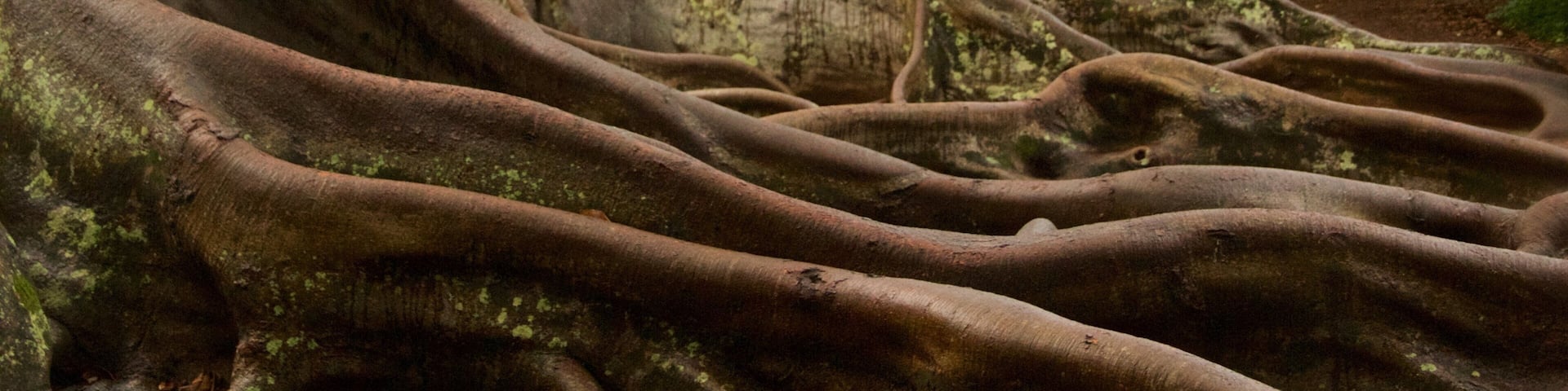 Un bosque con grandes raíces de árboles.