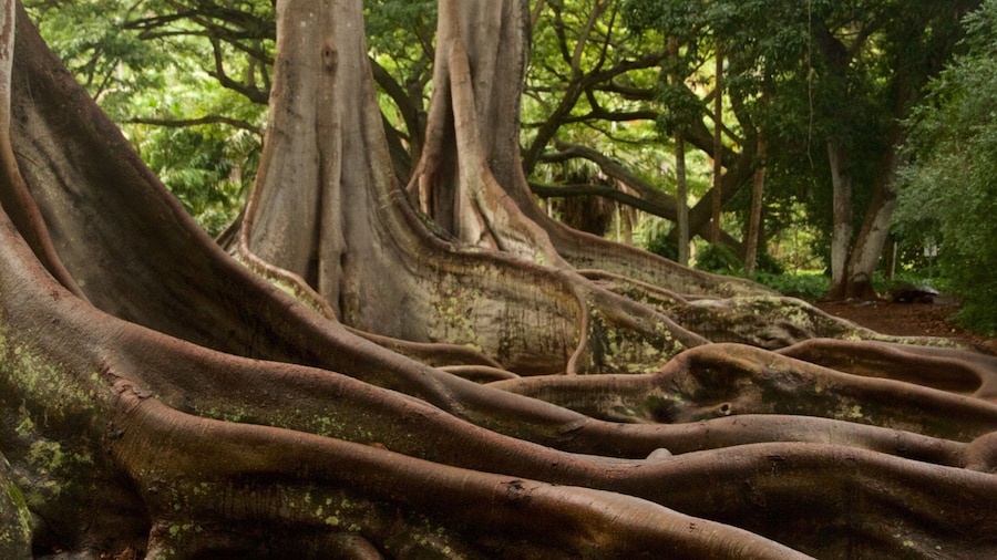 Allertonin kasvipuutarha johon kuuluu metsÀt ja puisto