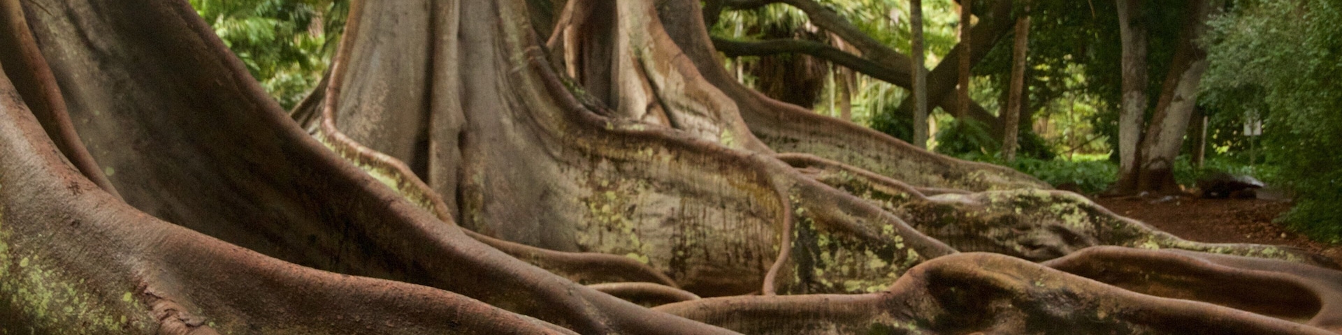 Allerton Botanical Garden mettant en vedette jardin et scènes forestières
