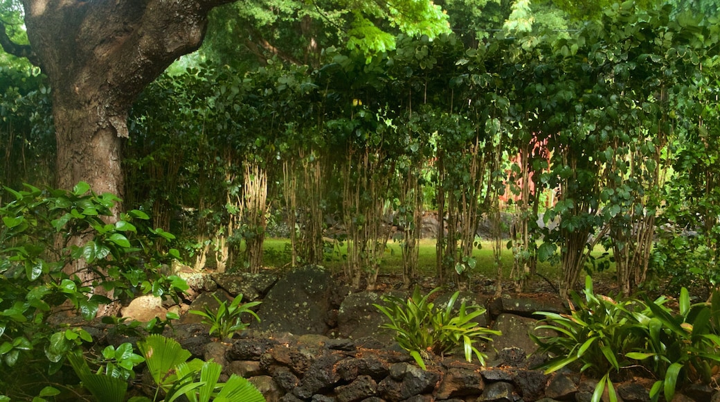 艾樂登植物園 其中包括 花園