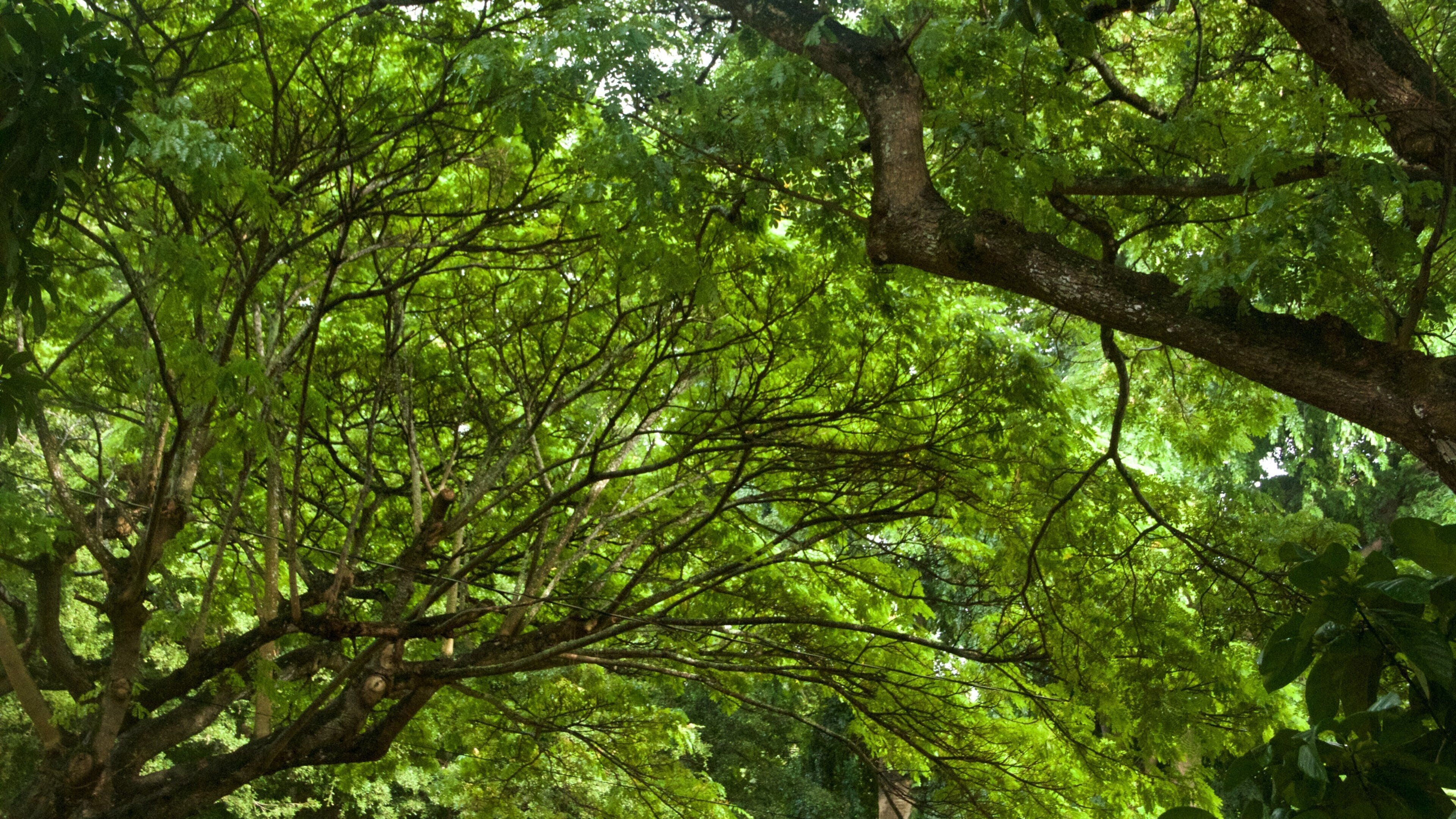 National Tropical Botanical Garden showing forests