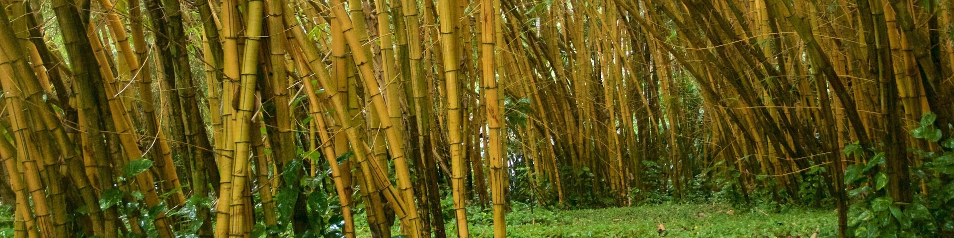 Allerton Botanical Garden showing a park