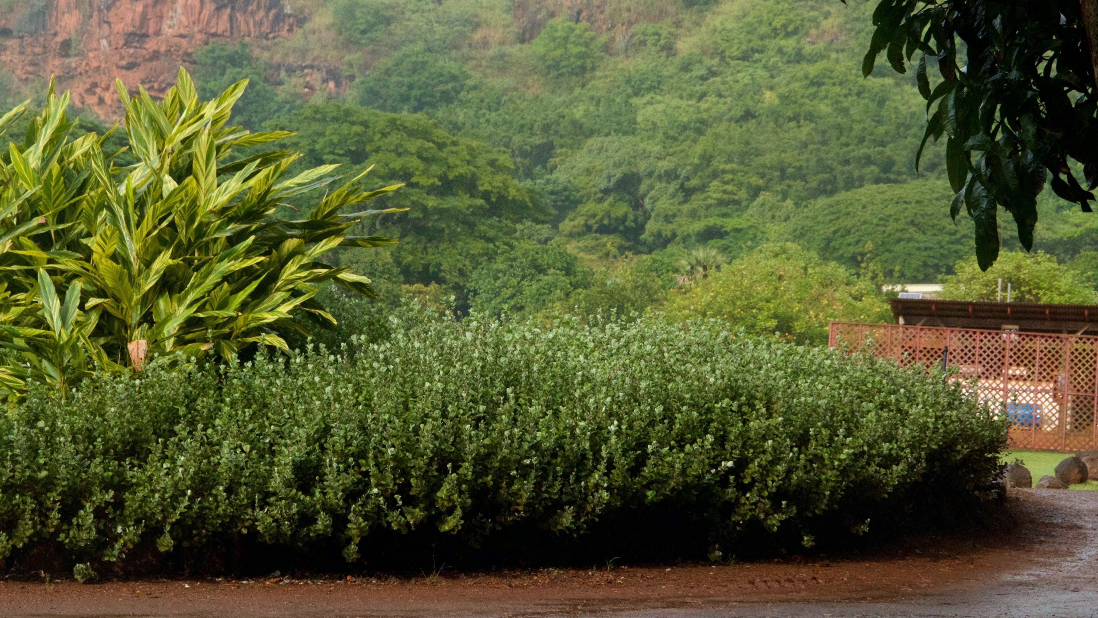 National Tropical Botanical Garden showing a park