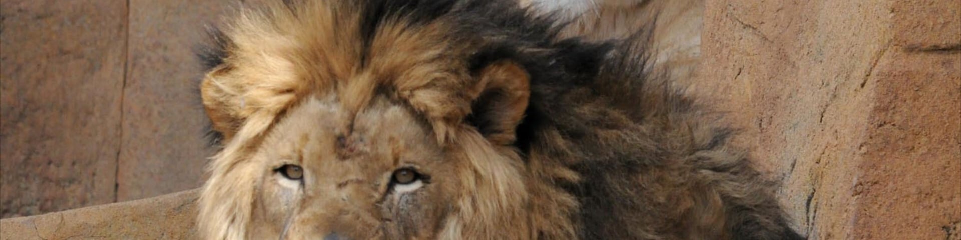 Dos leones, uno sentado y otro de pie, con un fondo de pared de piedra.