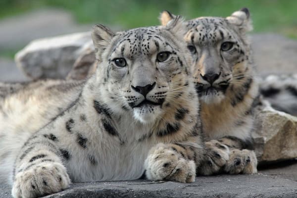 Brookfield Zoo featuring dangerous animals and zoo animals