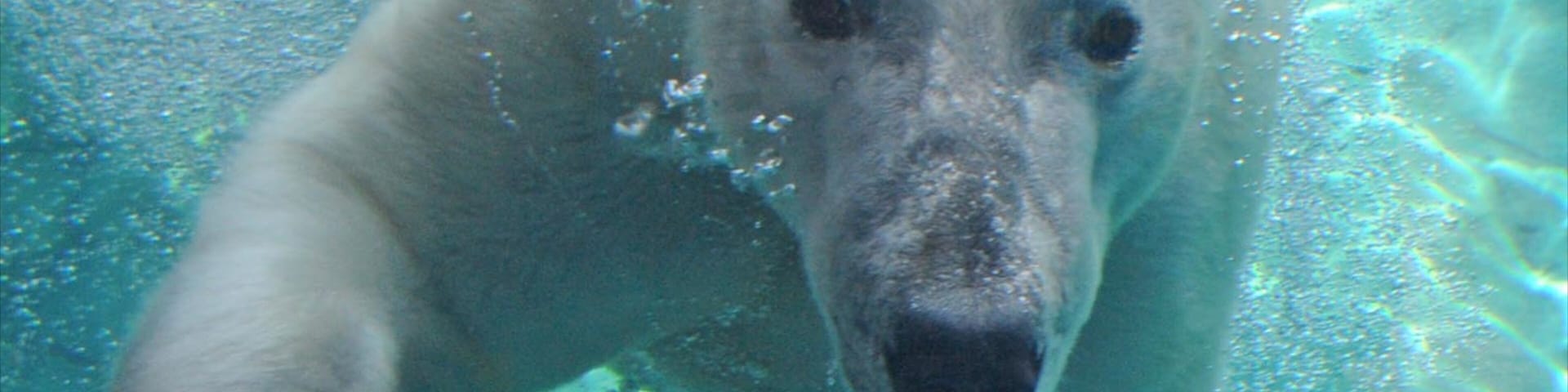 Brookfield Zoo featuring zoo animals, dangerous animals and marine life