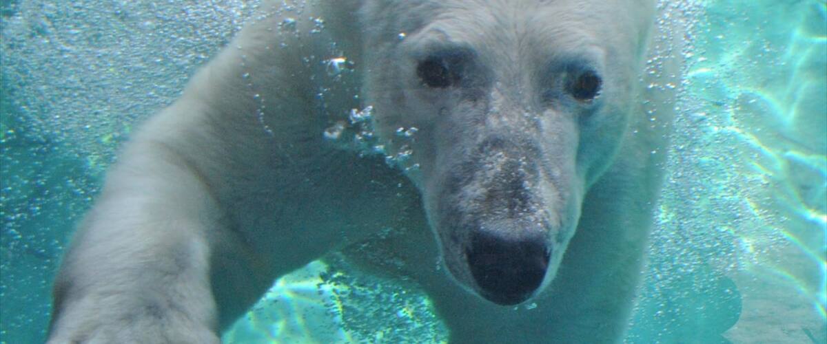 Brookfield Zoo featuring zoo animals, dangerous animals and marine life