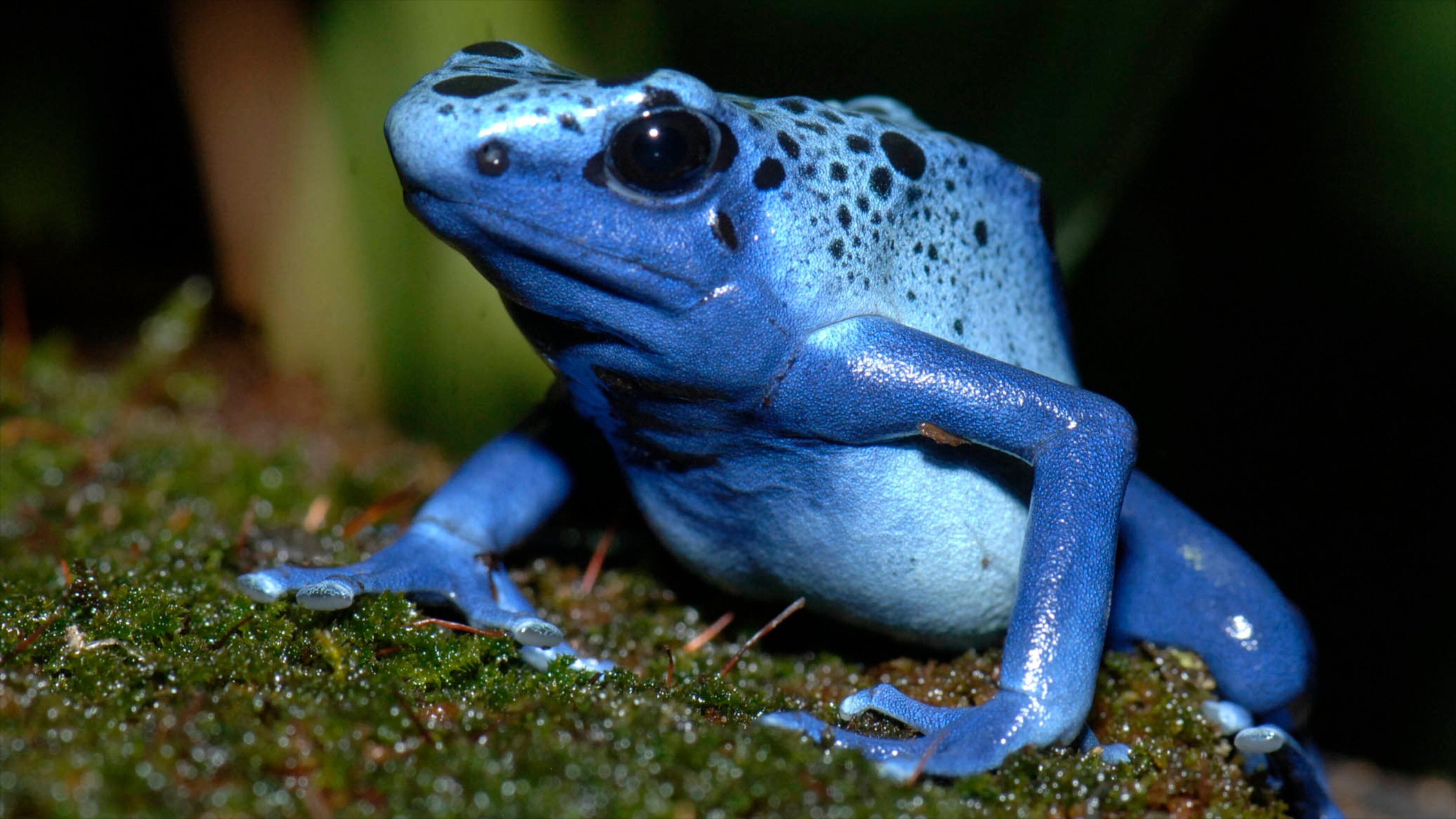 Brookfield Zoo showing zoo animals