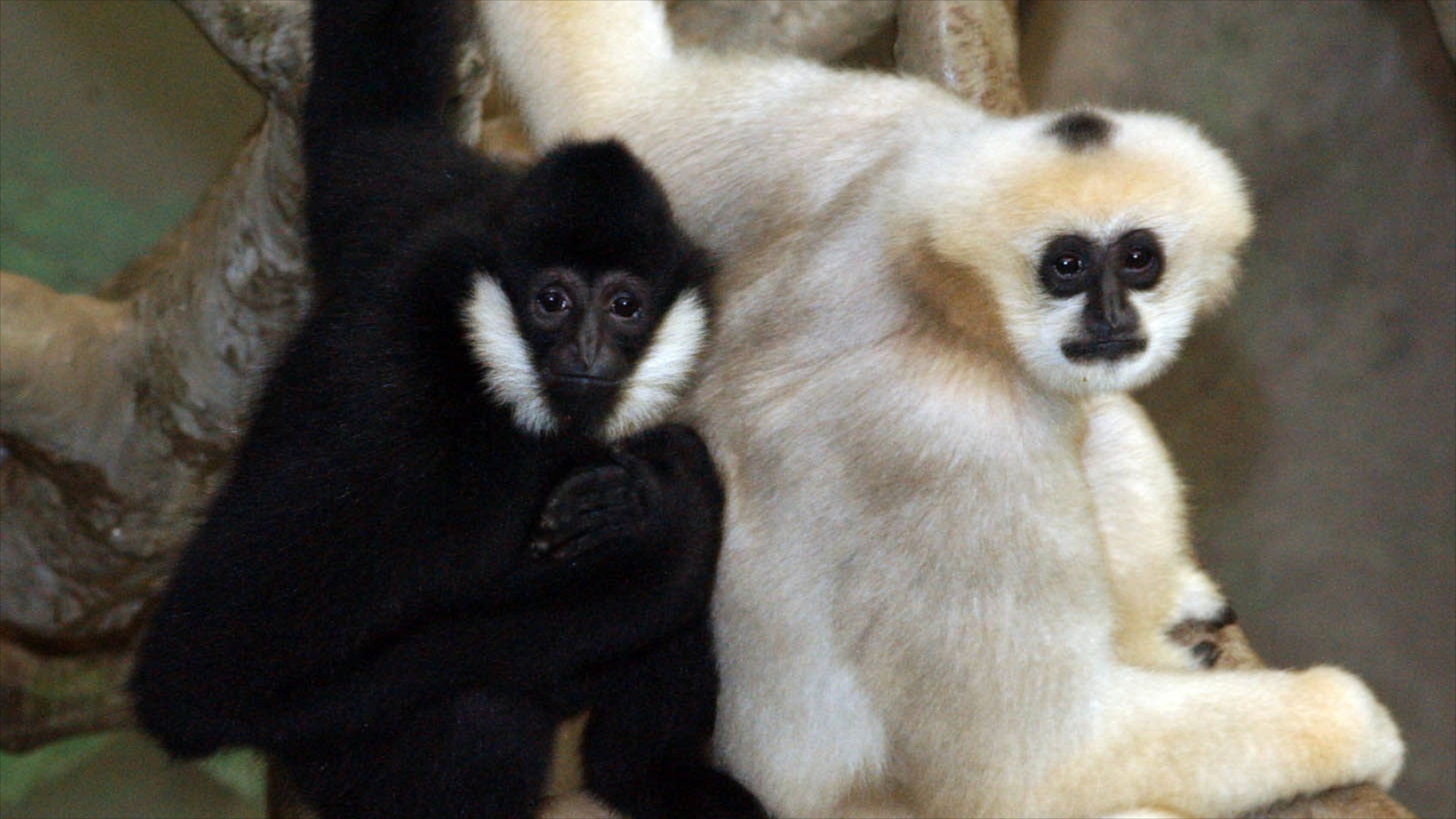 Brookfield Zoo which includes zoo animals