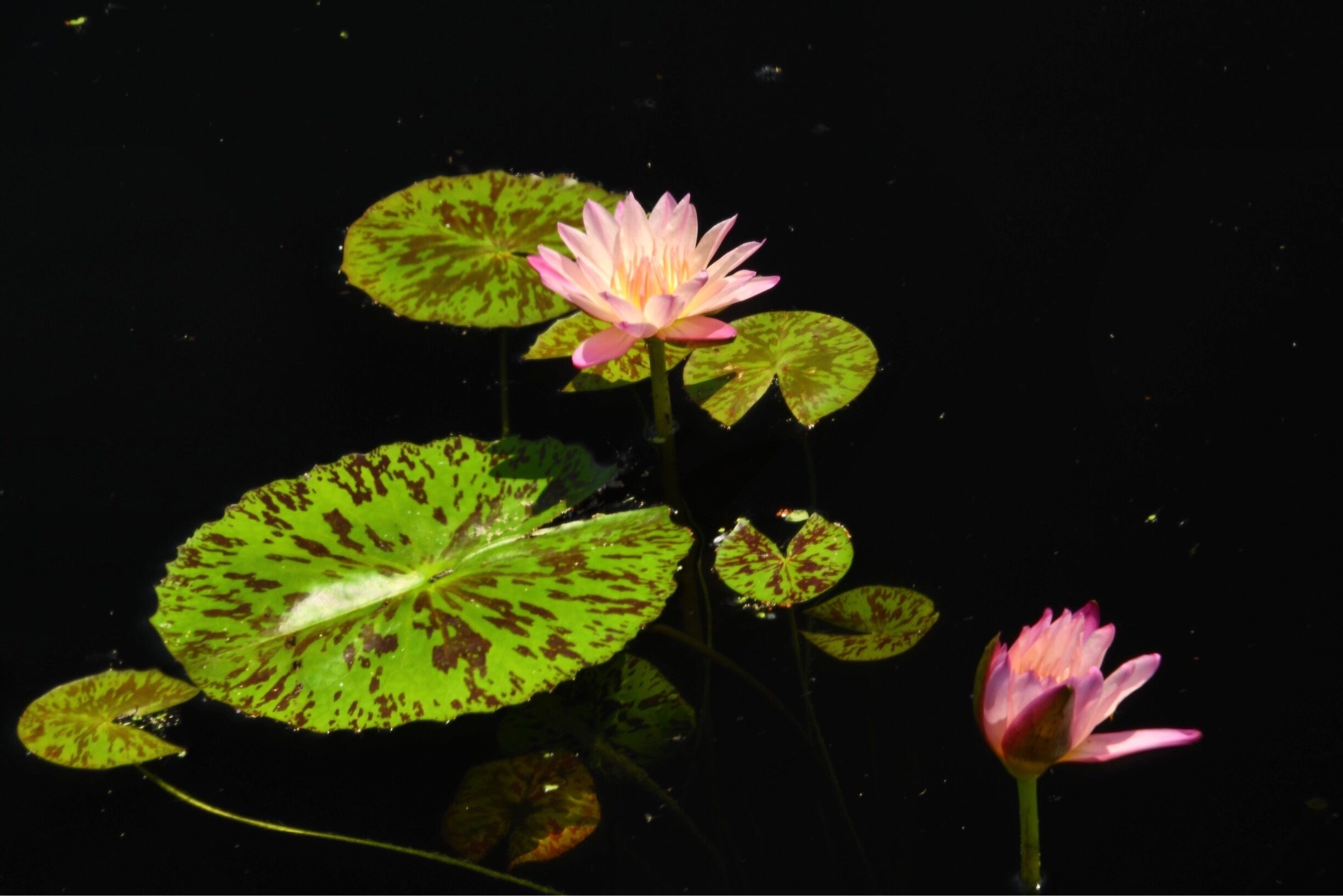 Water Lilly at the Botanic garden 

#lifeatexpedia