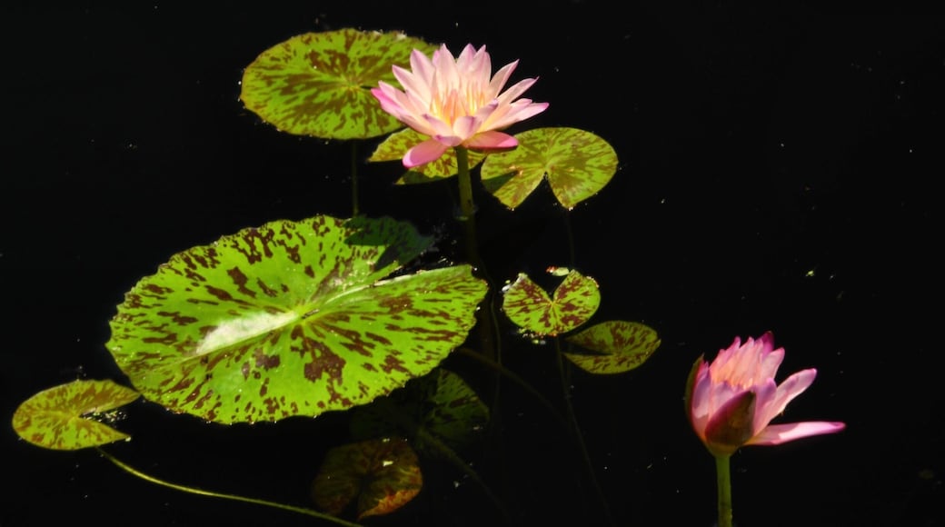 Water Lilly at the Botanic garden
#lifeatexpedia