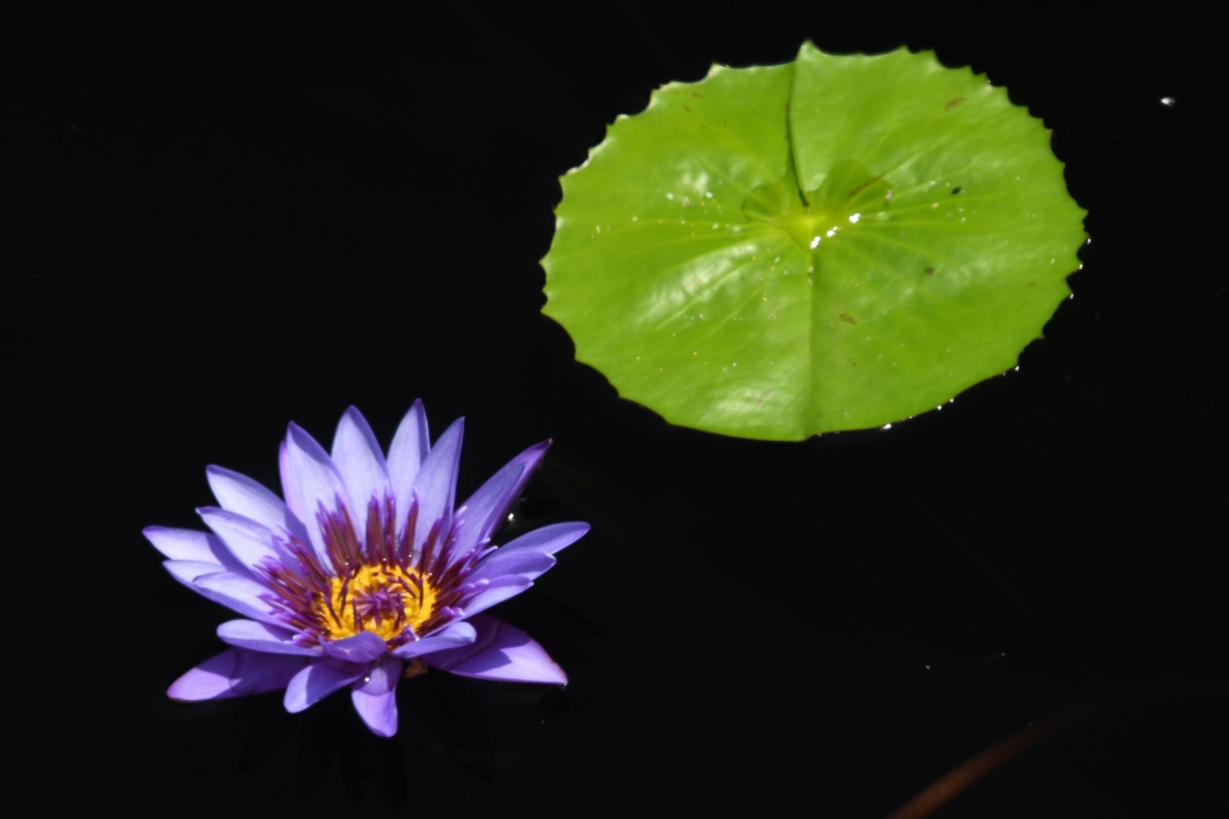 Water Lilly at the Botanic garden. 

#lifeatexpedia