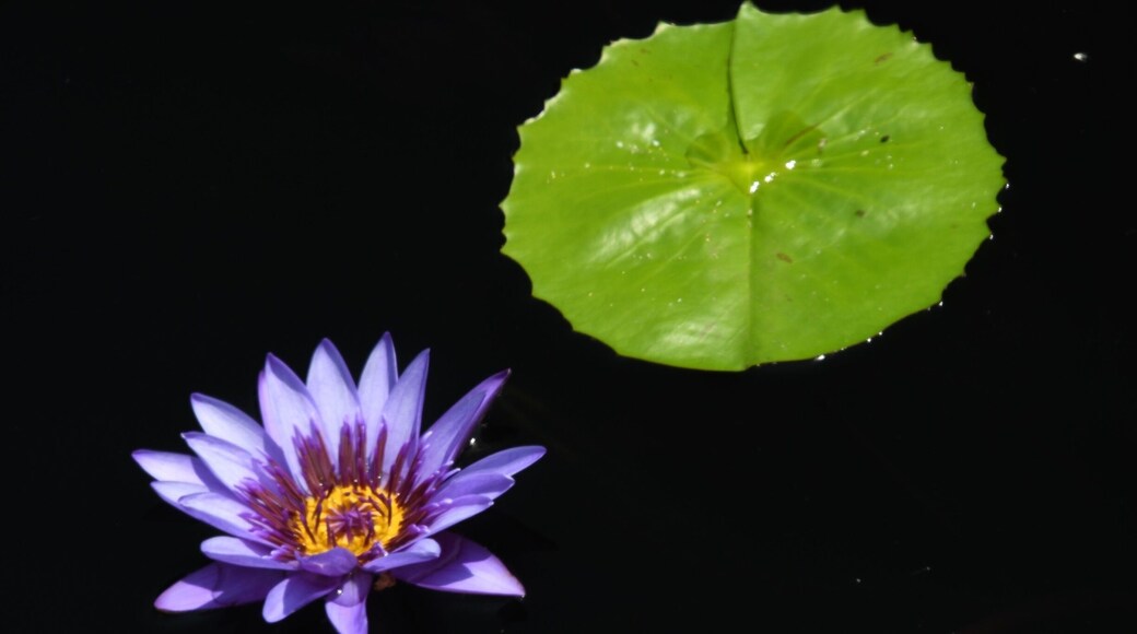 Water Lilly at the Botanic garden.
#lifeatexpedia