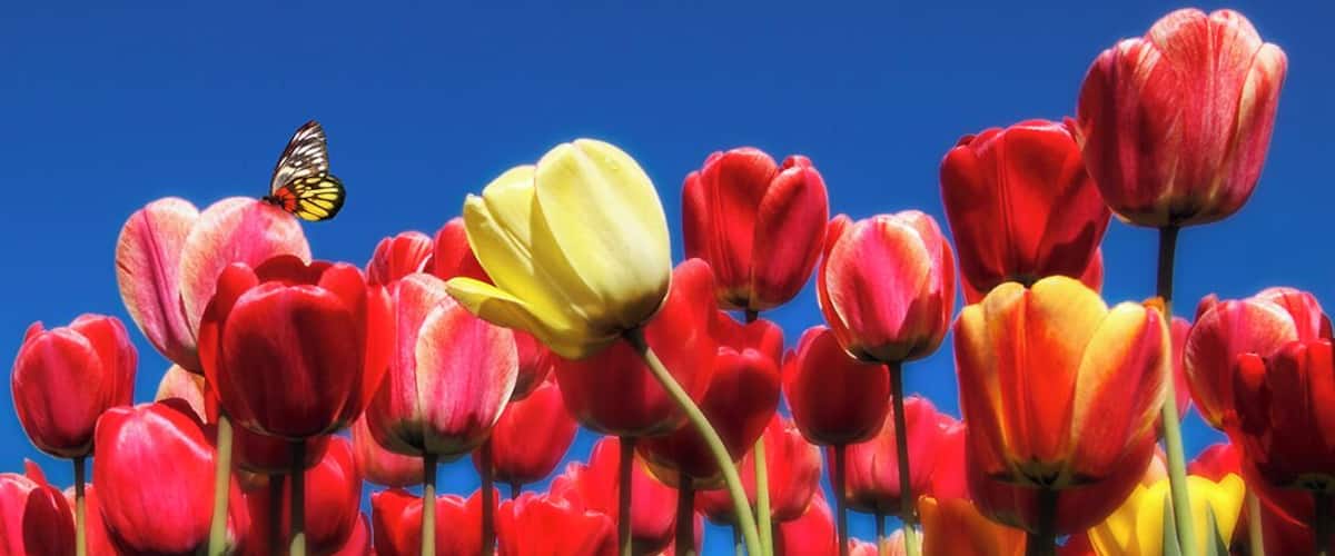 Tulips Blossom Season *Nature's Inspiration*
#MyBackyard
#Nature
#Macro
#Illinois
#Chicago Botanic Garden
#USA
#Chicago
#Bokeh
#Landscape
#Floral
#Flower
#Tulips
The National Flower of the Netherlands, which beautifully bloom in Chicago Botanic Garden early of May. Beautiful Tulips blossom season where captured at Chicago Botanic Garden, Chicago Illinois USA.
Photo Licensed by iLOVEnature's Photography Inspiration l All rights reserved