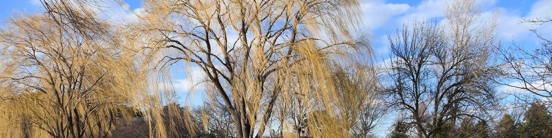 A walk in the garden