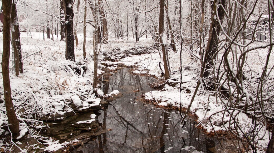 Ulysses S. Grant National Historic Site featuring snow, a river or creek and forest scenes
