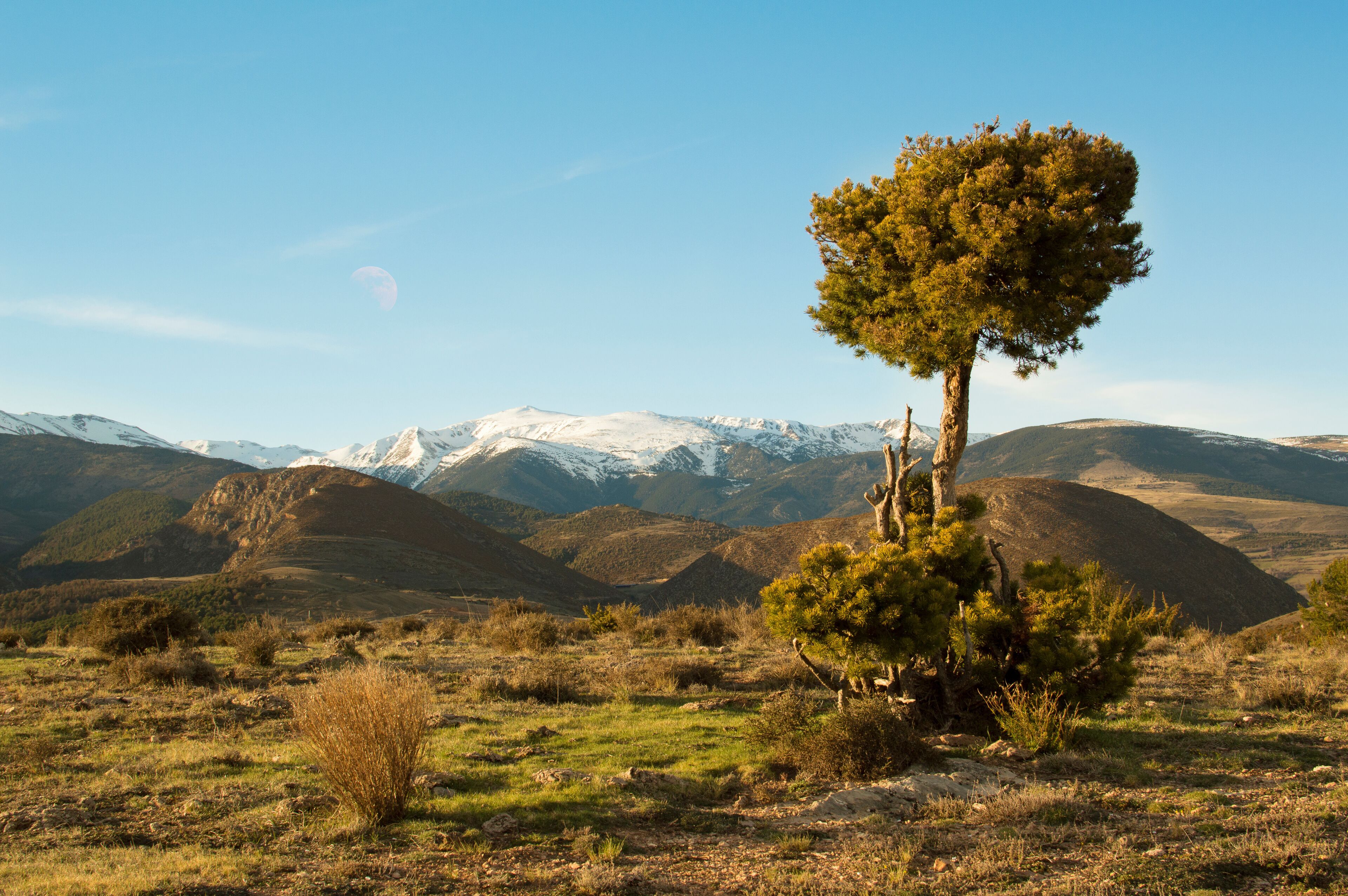 Catalan Pyrenees, tree and moon, Girona, Spain