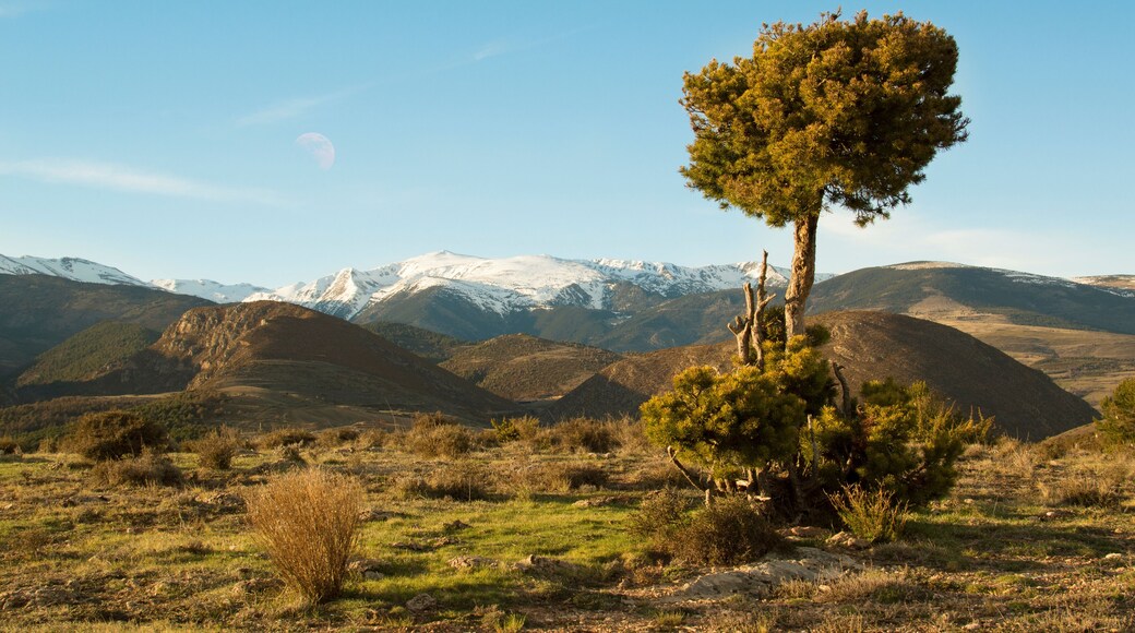 Catalan Pyrenees, tree and moon, Girona, Spain