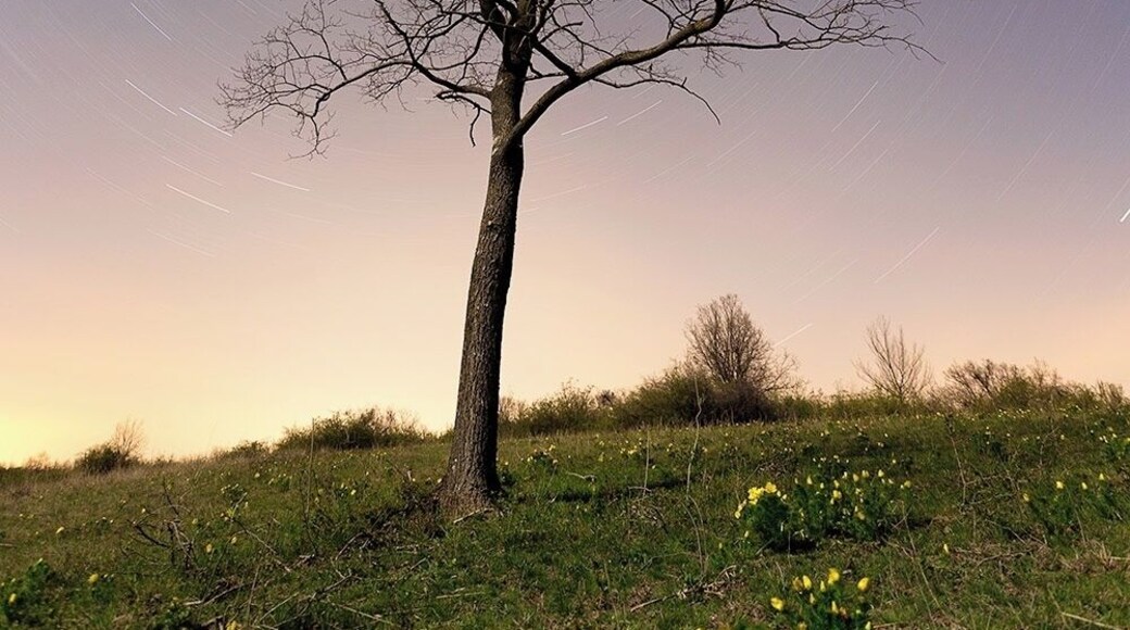 #BvSSpring #BvSAstro
The pheasant's eye (Adonis vernalis) is a flowering plant which is found in dry meadows and steppes of Eurasia. Main areas of distribution are the Pannonian Basin and West Siberian Plains. The bright yellow flowers appear in springtime mostly in March-April.
note: this place is private property, visiting in certain parts of the year is prohibited.