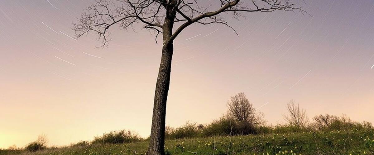 A tree with star trails in the night sky.