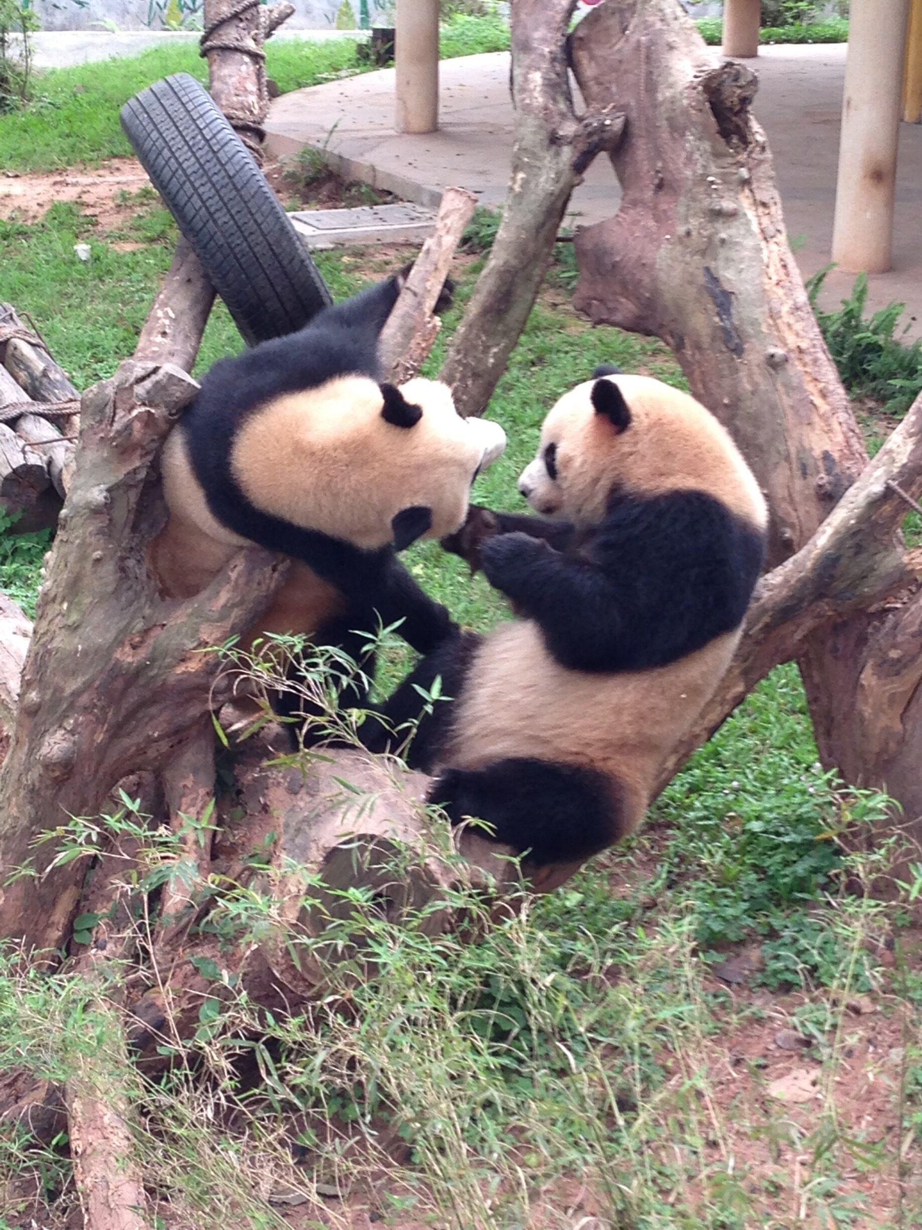 Panda