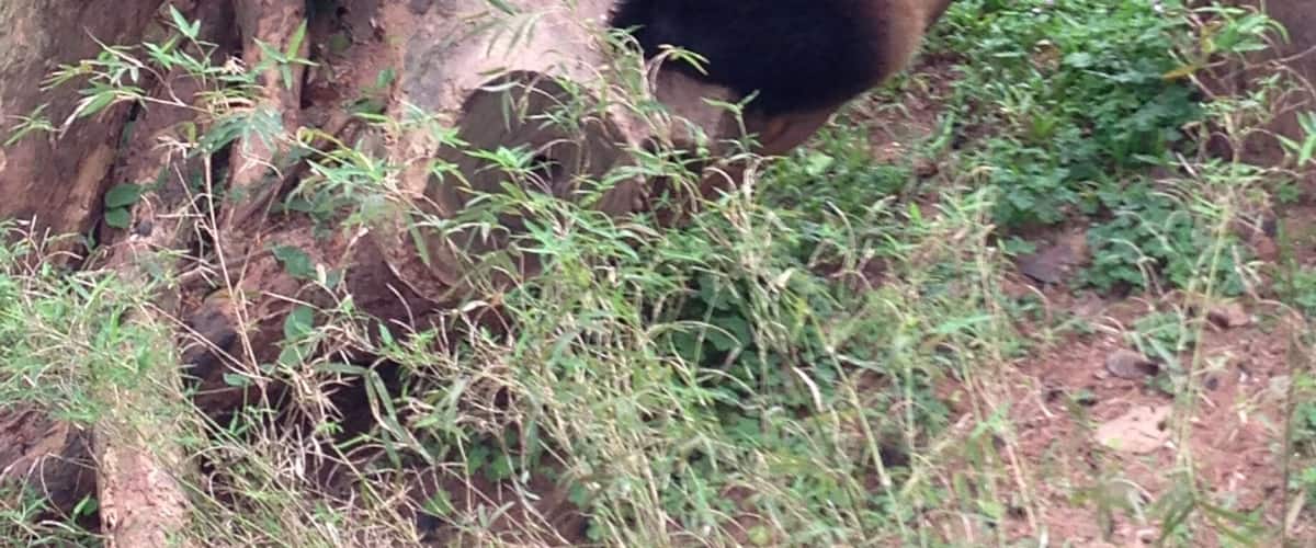 Panda