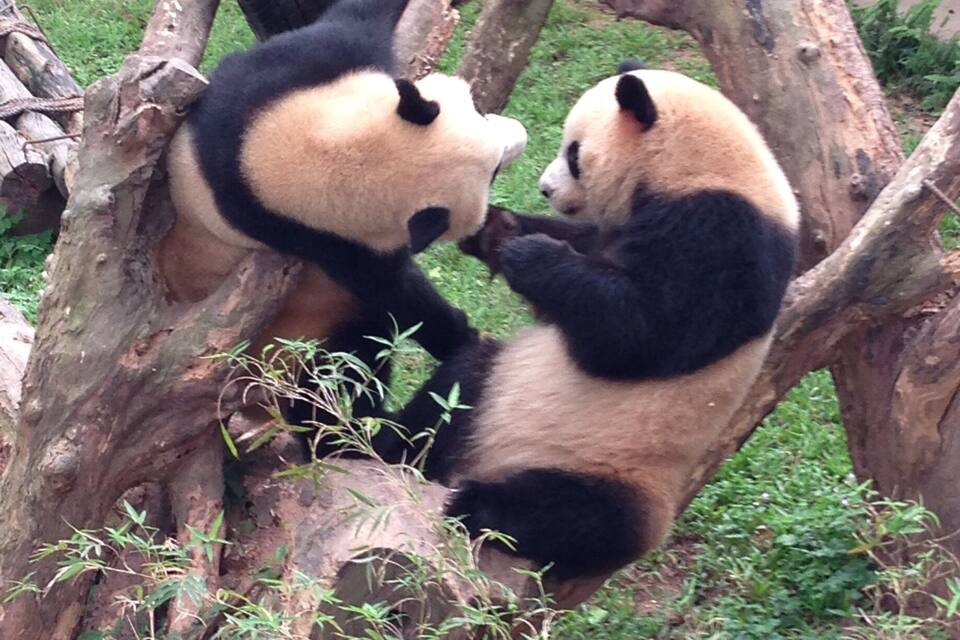 Twee panda's klimmen in een boom in een dierentuin.