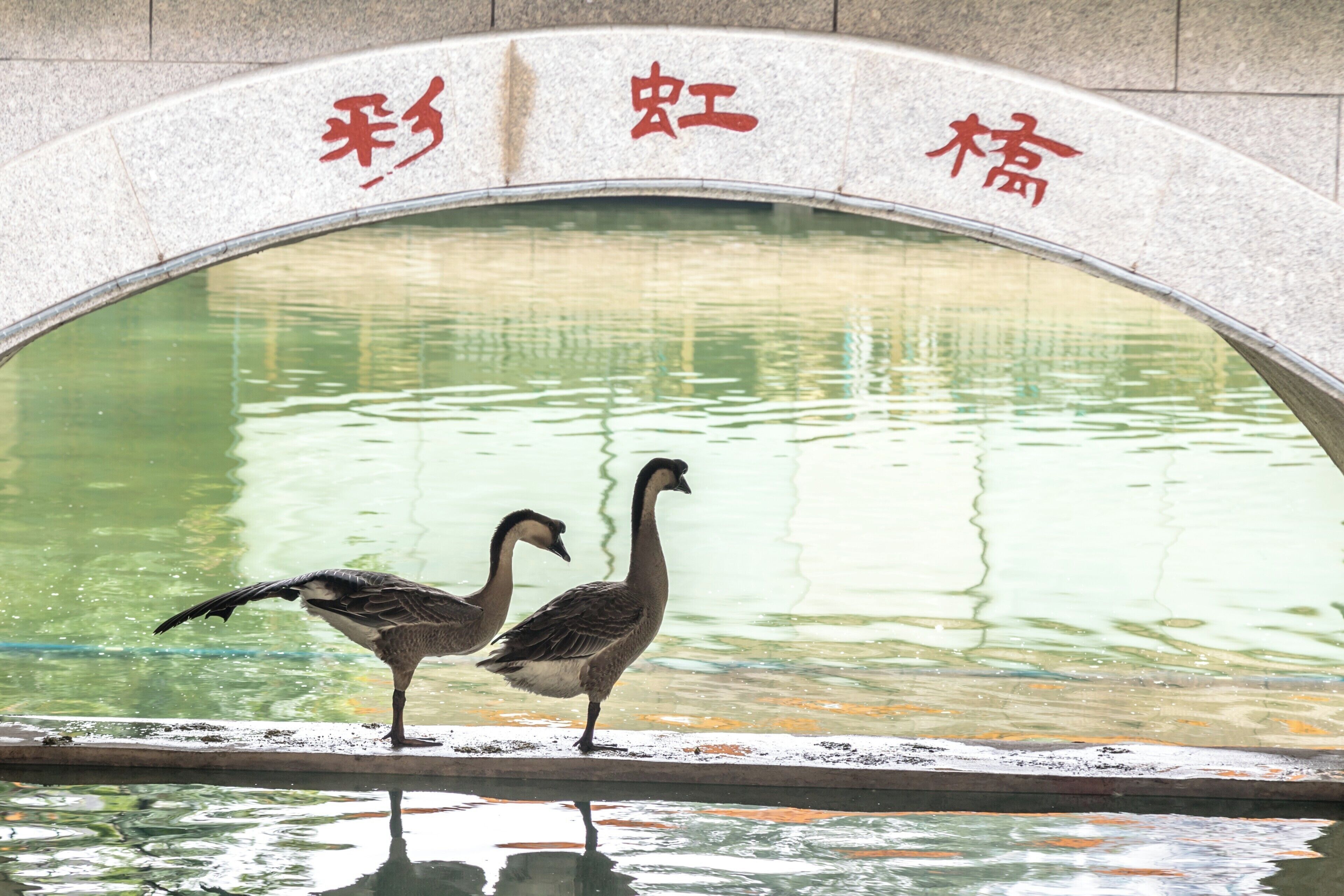 Nice Business Hotel. This little foot bridge can photograph as quite a light show at night. 