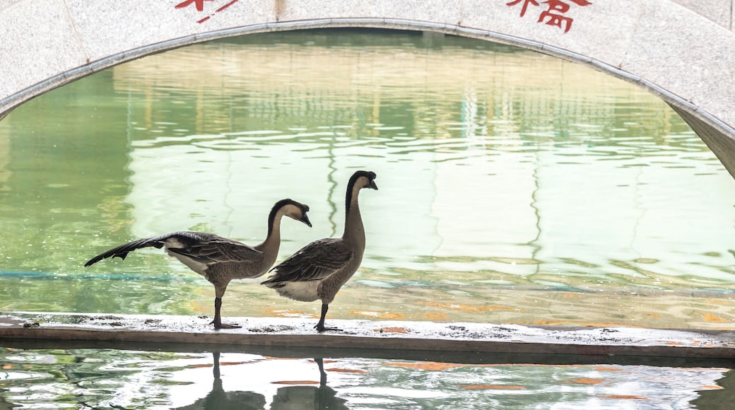 Nice Business Hotel. This little foot bridge can photograph as quite a light show at night.