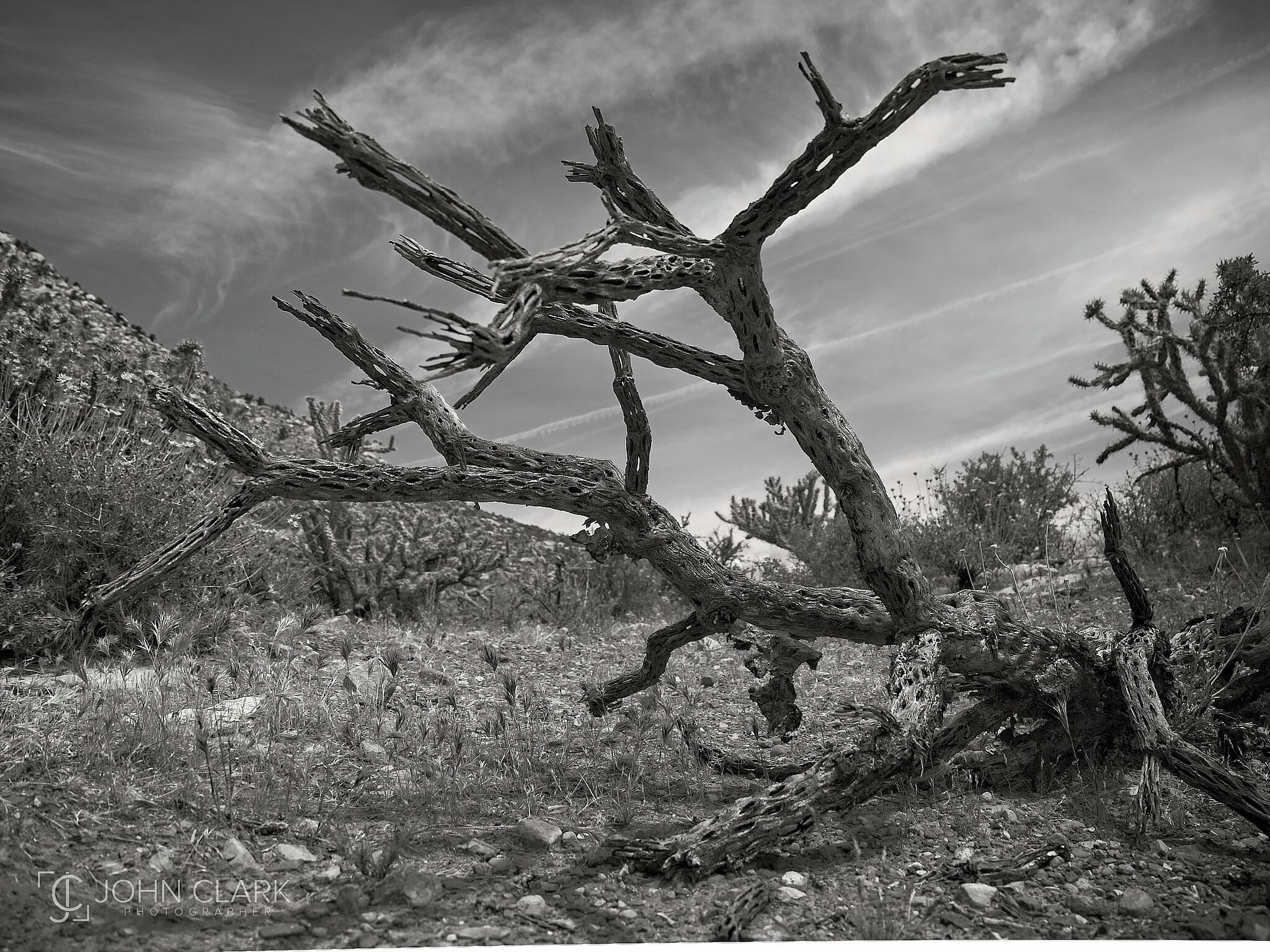 Where cactus go to die… 

#nevada #lasvegas #cactus #hiking #bw