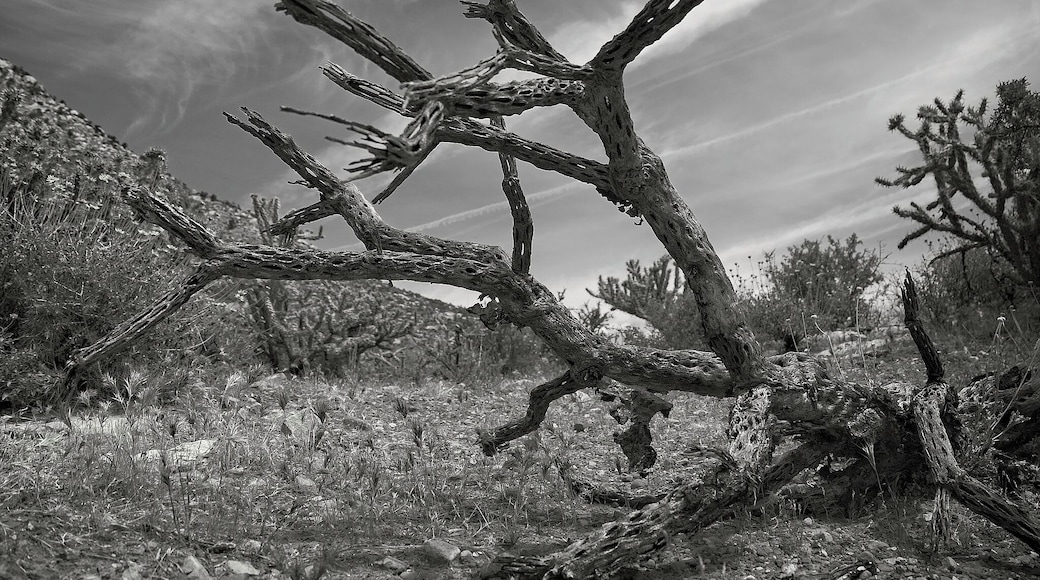 Where cactus go to die…
#nevada #lasvegas #cactus #hiking #bw
