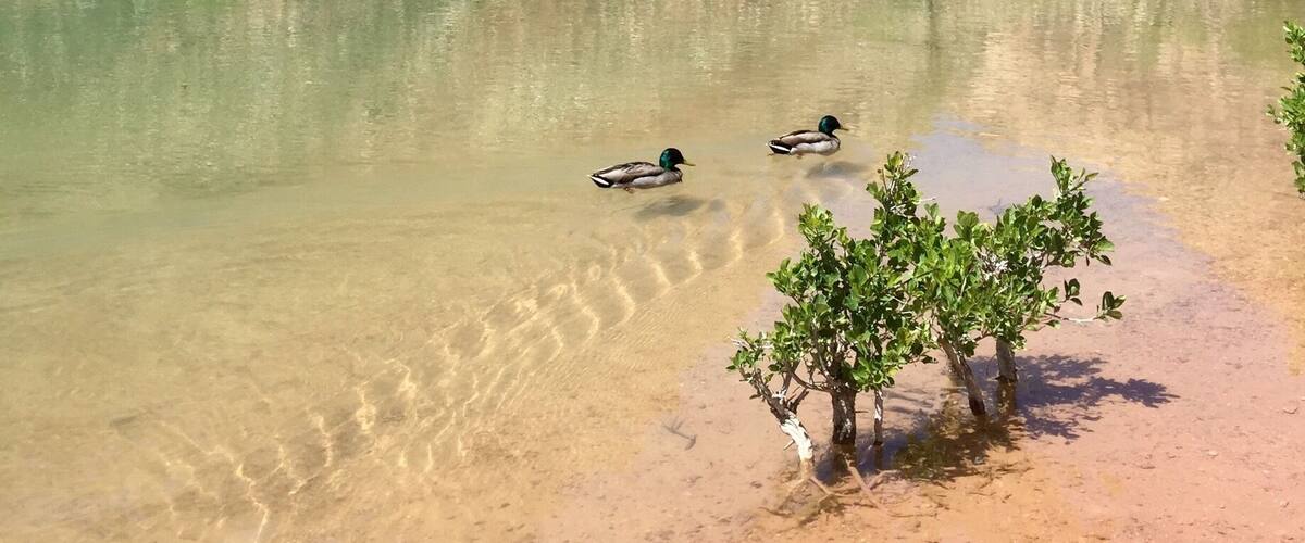 What a gem just adjacent to Red Rock Canyon outside of Las Vegas. Owned in the past by Howard Hughes this 528 acre oasis is splendid for hiking. Inexpensive admission fee. Animal life is mostly nocturnal here. I will always find water in the #desert
#TroveOnTuesday #desert #mountain #reflections #hiking #takeahike #GreatOutdoors