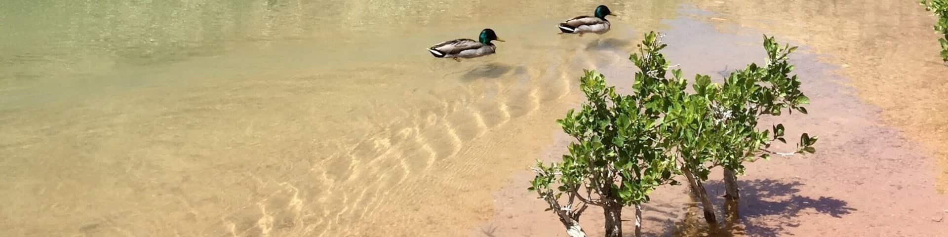 What a gem just adjacent to Red Rock Canyon outside of Las Vegas. Owned in the past by Howard Hughes this 528 acre oasis is splendid for hiking. Inexpensive admission fee. Animal life is mostly nocturnal here. I will always find water in the #desert
#TroveOnTuesday #desert #mountain #reflections #hiking #takeahike #GreatOutdoors