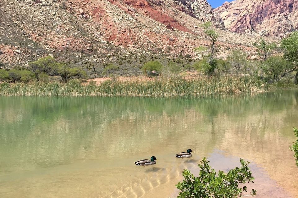 A clear lake with three ducks swimming, surrounded by rocky mountains and sparse vegetation.