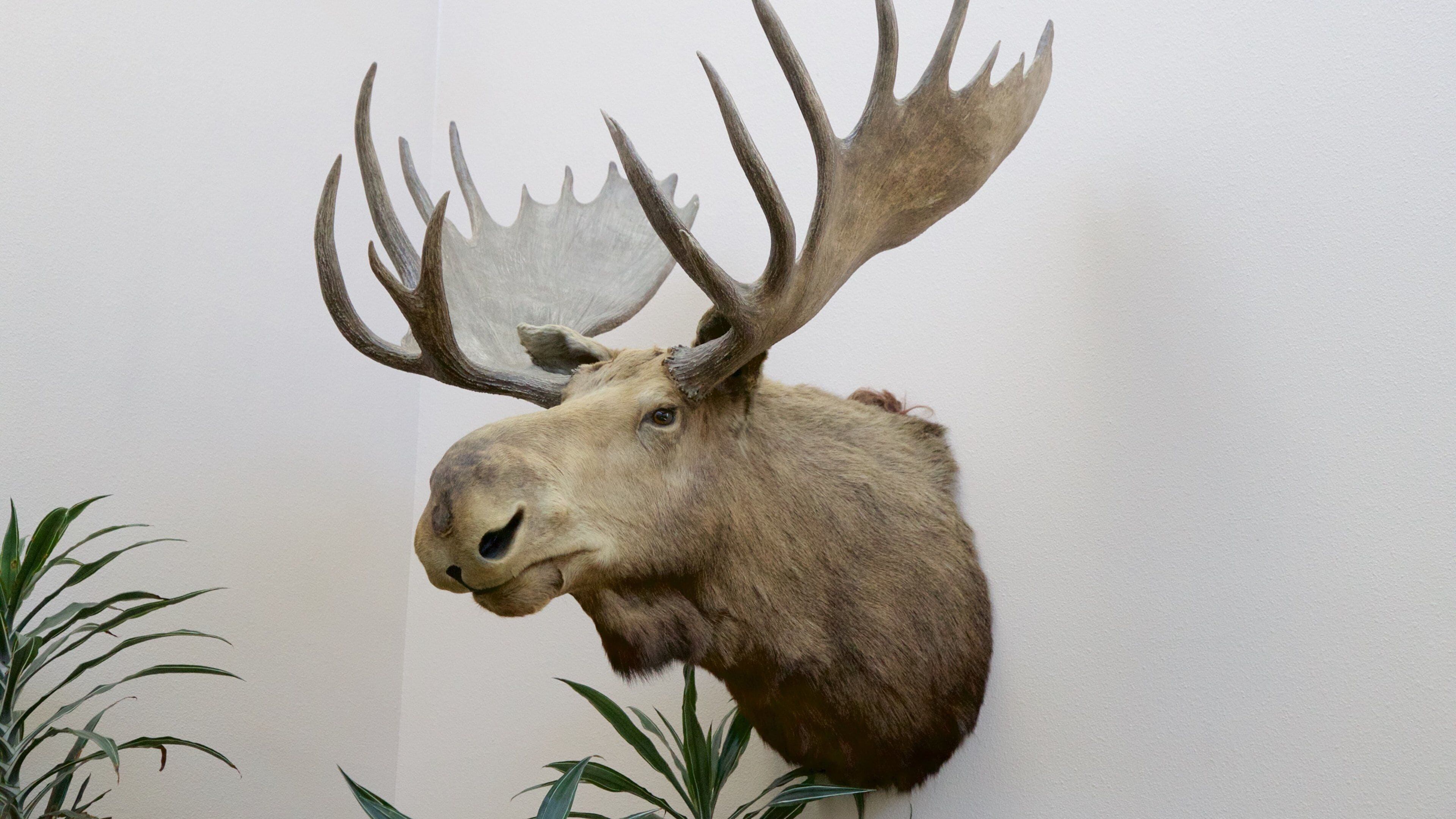 Wilbur D. May Center que incluye animales terrestres