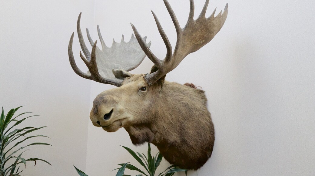 Wilbur D. May Center que incluye animales terrestres