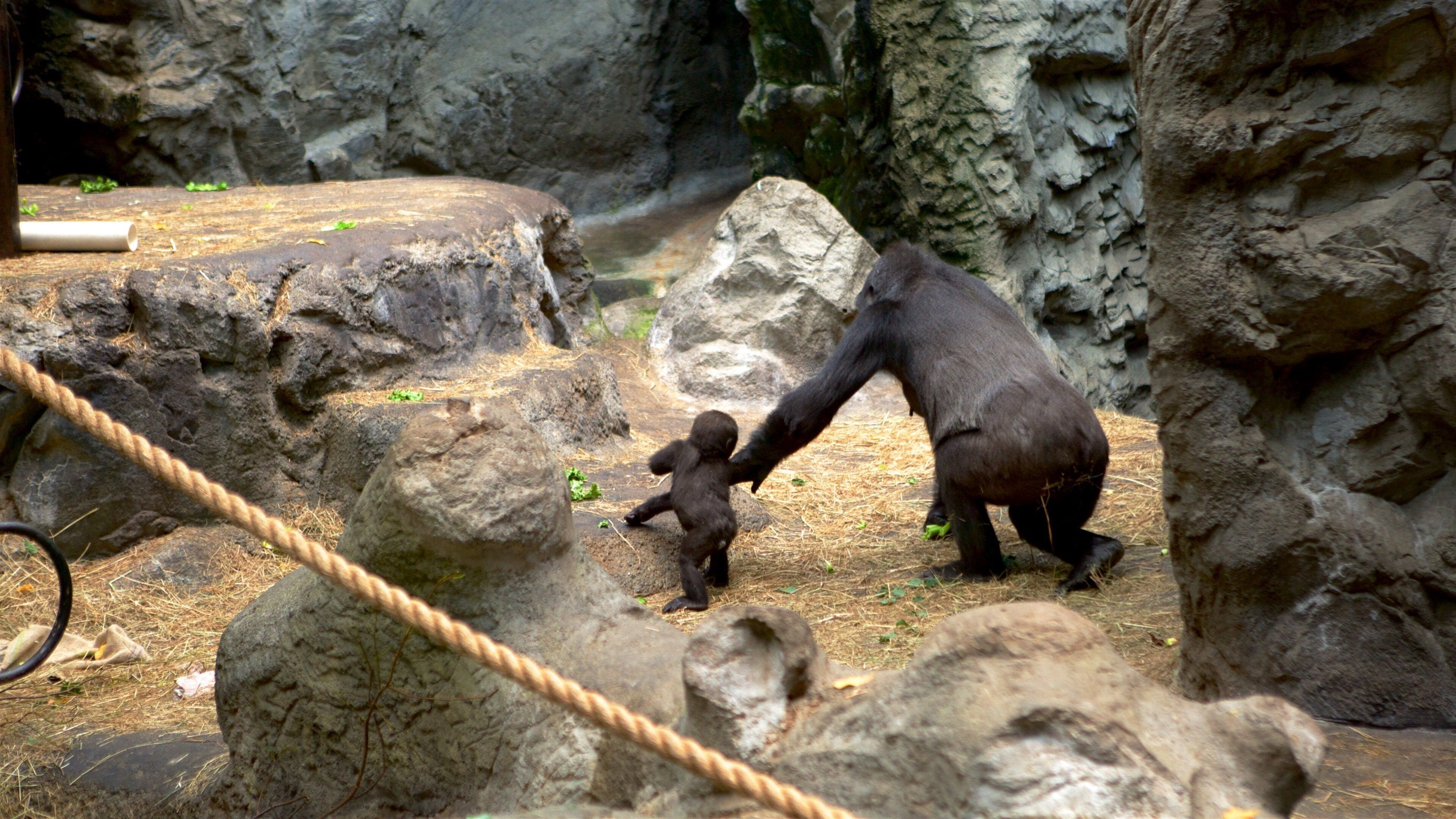 Buffalo dyrepark som inkluderer dyr og dyrehagedyr