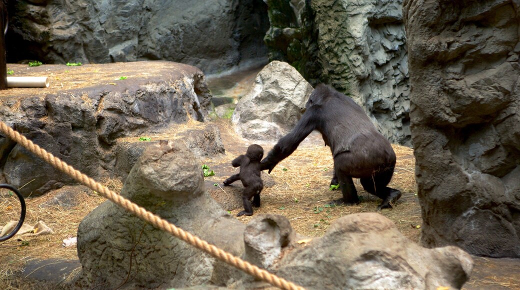 Buffalo dyrepark som inkluderer dyr og dyrehagedyr