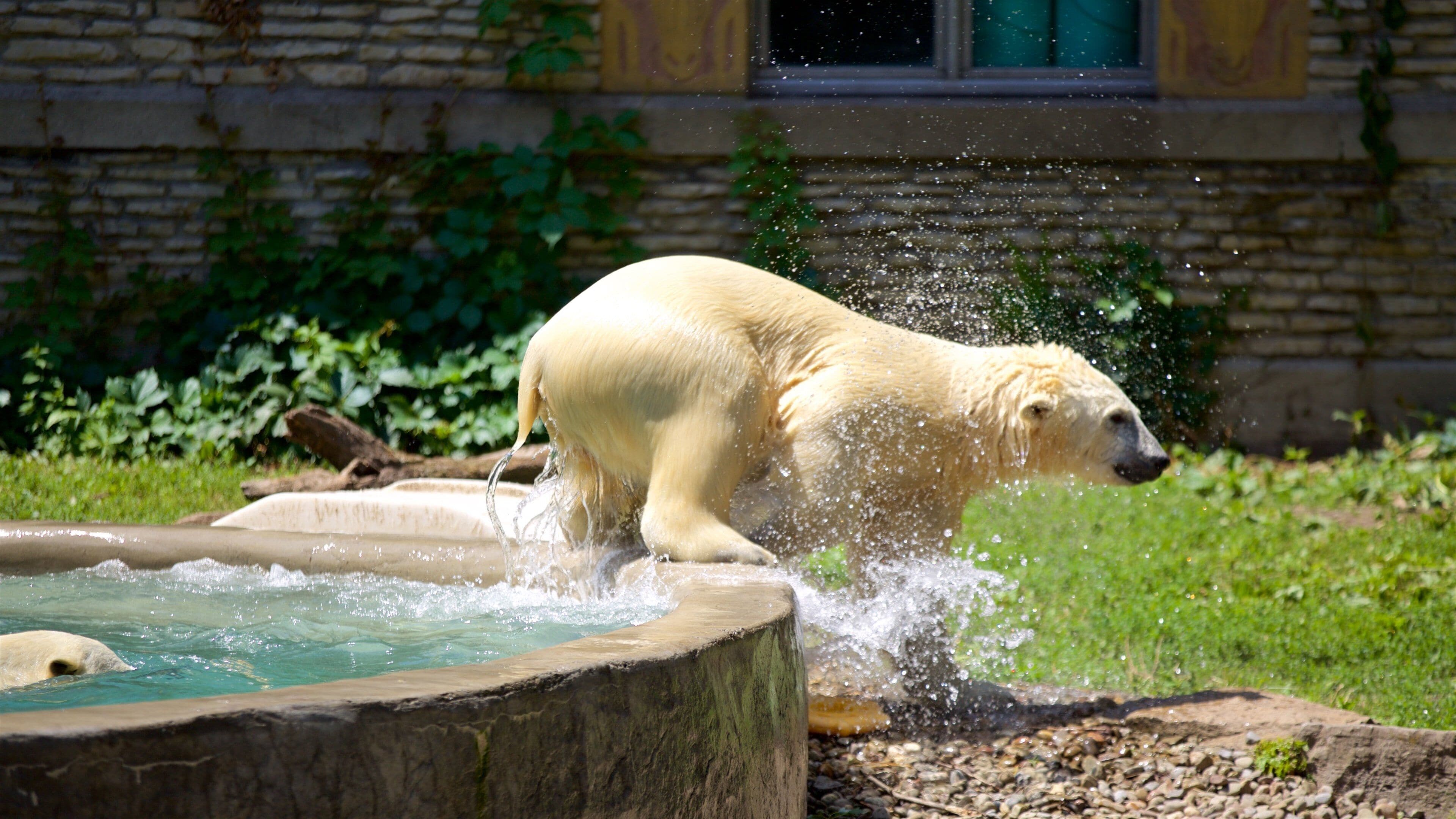 Buffalo Zoo showing zoo animals, dangerous animals and a pool